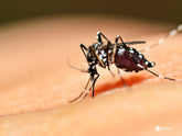 Holiday Protection Against Mosquitoes and Ticks: How to Help Keep Your Family Protected Naturally